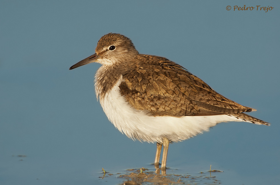 Andarrios chico ( Actitis hypoleucos)